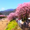 2019年河津桜まつりを見に行こう！
